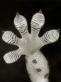 Foto: David Clements, vía Wikimedia